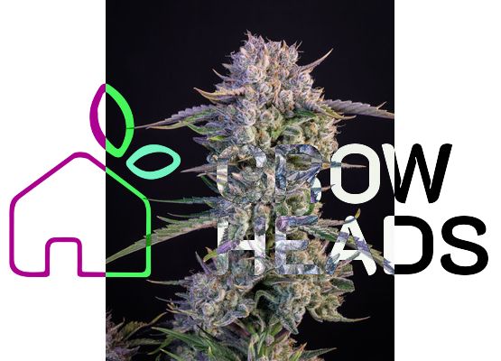 420FastBuds Bulk Strawberry Gorilla Auto (1)