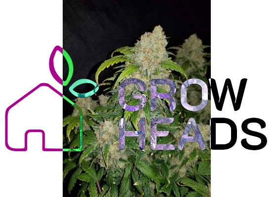 420FastBuds Bulk Zkittlez Auto (1)