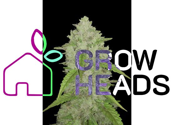 420FastBuds Bulk Original Amnesia Haze Auto (1)