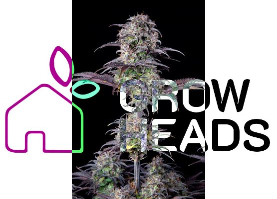 420FastBuds Bulk Original Blueberry Auto (1)