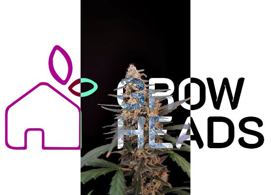 420FastBuds Original Critical Auto (1)