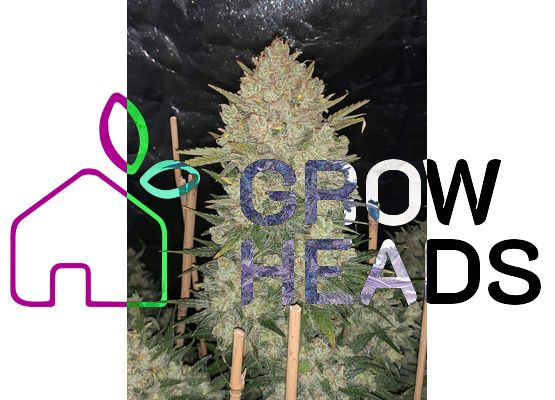 420FastBuds Bulk Original OG Kush Auto (1)