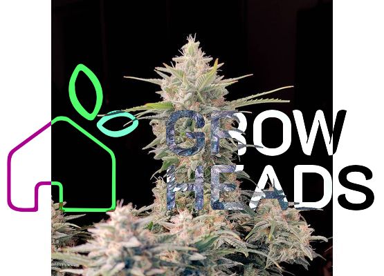 420FastBuds Bulk Original Skunk Auto (1)