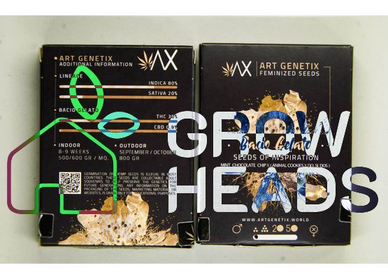 Art Genetix Bacio Gelato (3)