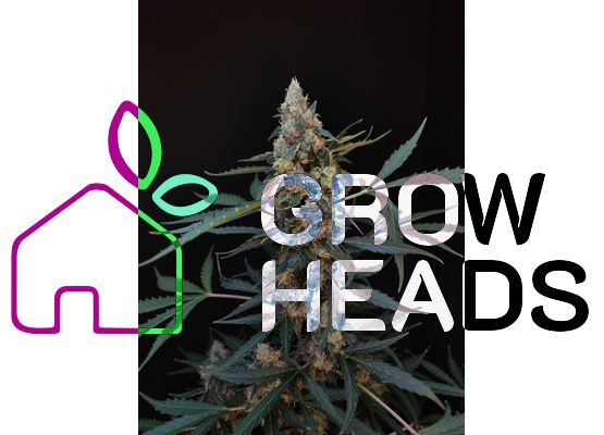 420FastBuds Original Northern Lights Auto (1)