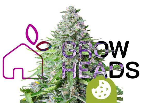 Royal Queen Seeds Royal Cookies Auto (3)