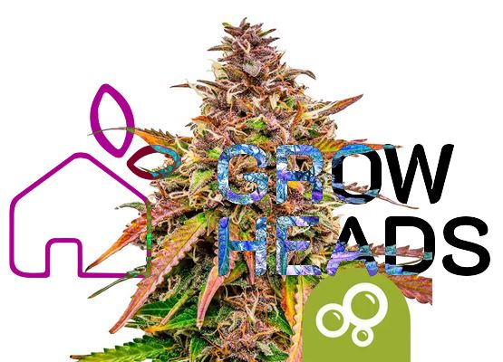 Royal Queen Seeds Bubblekush Auto (3)