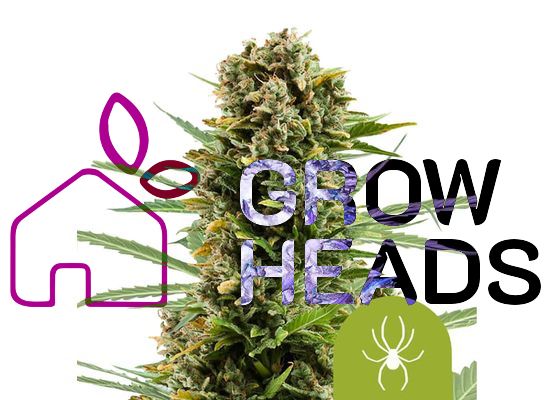 Royal Queen Seeds White Widow Auto (3)