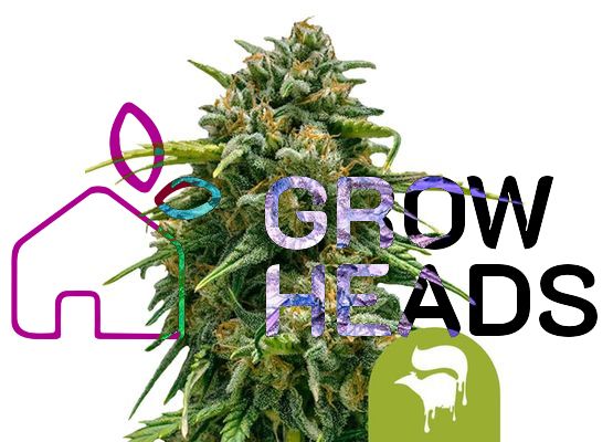 Royal Queen Seeds Sweet Skunk Auto (3)