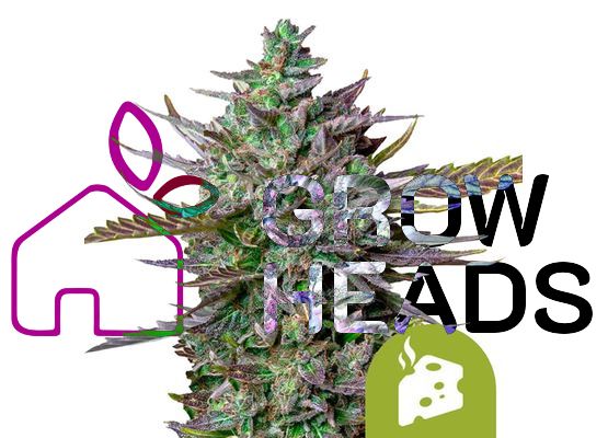 Royal Queen Seeds Blue Cheese Auto (3)