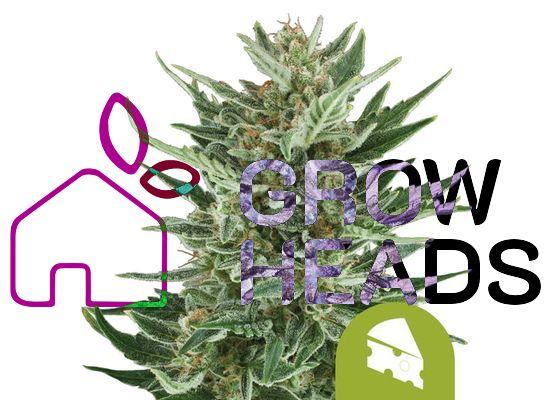 Royal Queen Seeds Royal Cheese Auto (3)