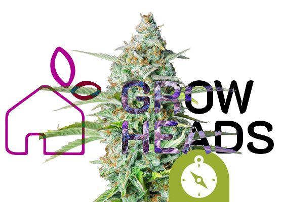 Royal Queen Seeds Northern Light Auto (3)
