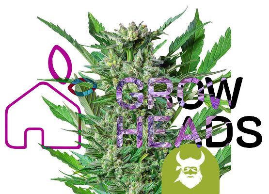 Royal Queen Seeds Royal Dwarf Auto (3)