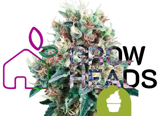 Royal Queen Seeds Royal Creamatic Auto (3)
