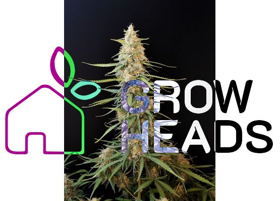 420FastBuds Bulk Original Sour Diesel Auto (1)