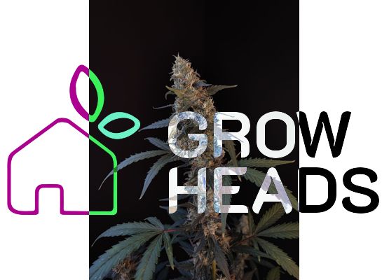 420FastBuds Bulk Original BubbleGum Auto (1)
