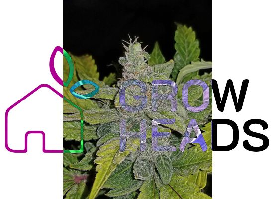 420FastBuds Bulk CBD Crack Auto (1)