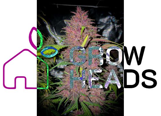 420FastBuds Bulk Blackberry Auto (1)