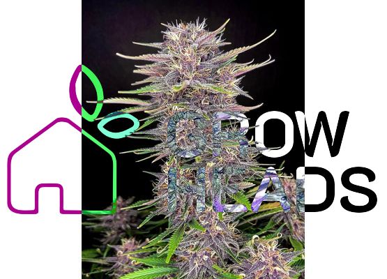420FastBuds Banana Purple Punch Auto (1)