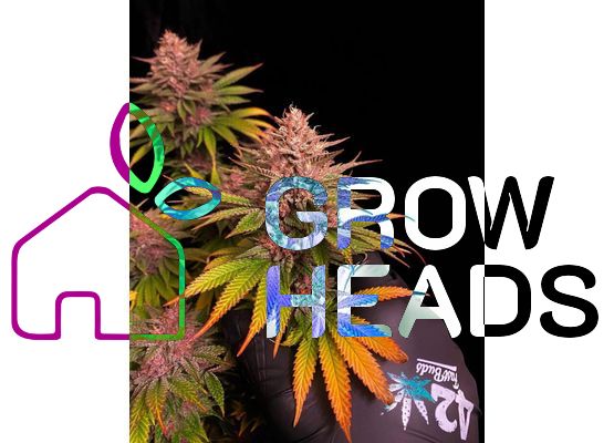 420FastBuds Bulk Purple Lemonade FastFlower (1)