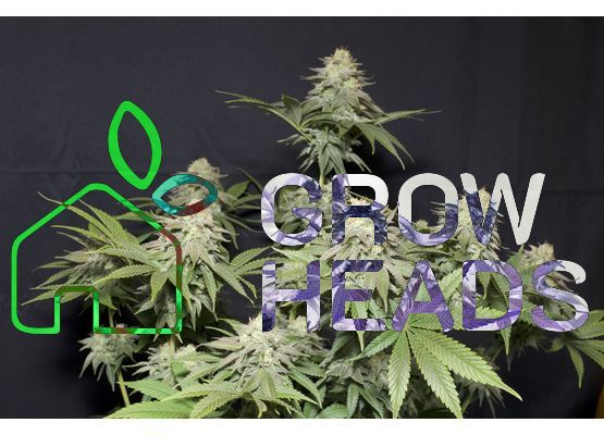 420FastBuds Orange Sherbet FastFlower (1)