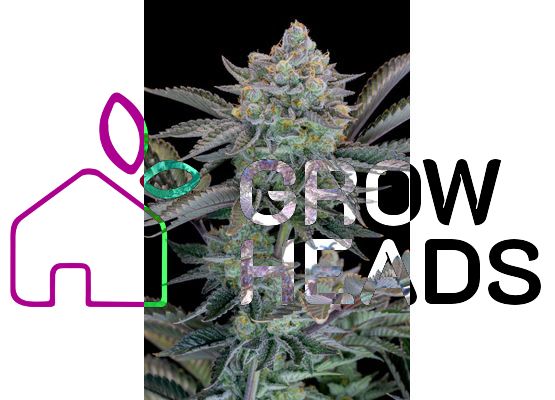 420FastBuds Bulk Gorilla Cookies FastFlower (1)