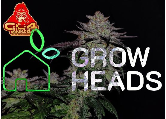420FastBuds Bulk GG4 Sherbet FastFlower (1)