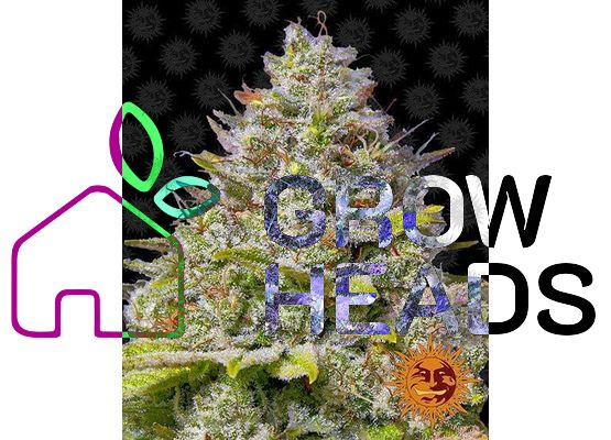 Barney’s Farm Blue Gelato 41 (3)