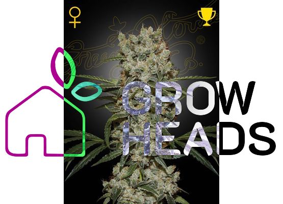 Green House Seeds Super Silver Haze (3)