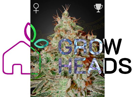 Green House Seeds Lemon Skunk (1)