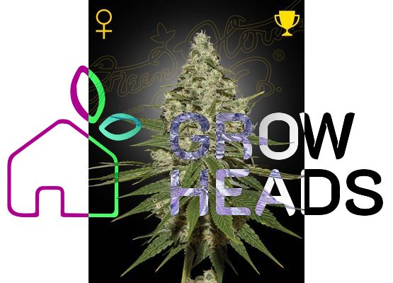 Green House Seeds Super Lemon Haze (3)