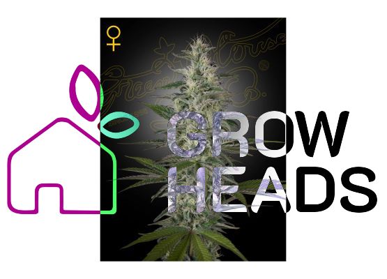 Green House Seeds Hawaiian Snow (3)