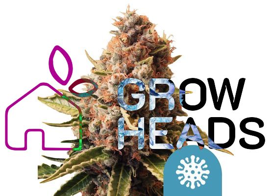 Royal Queen Seeds Euphoria CBD (3)
