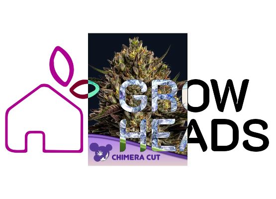 Anesia Seeds Chimera Cut (3)