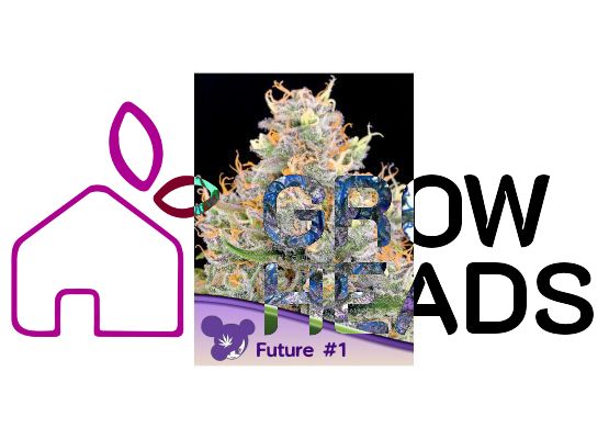 Anesia Seeds Future #1 (3)