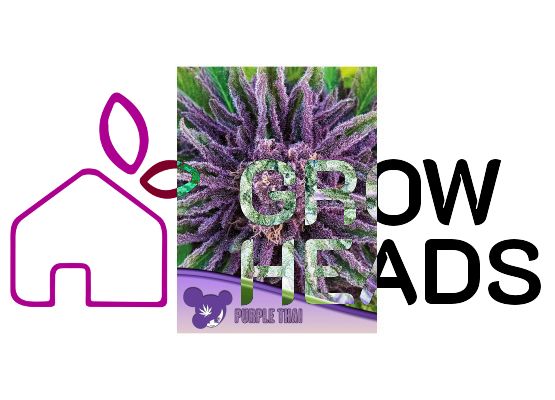 Anesia Seeds Purple Thai (3)