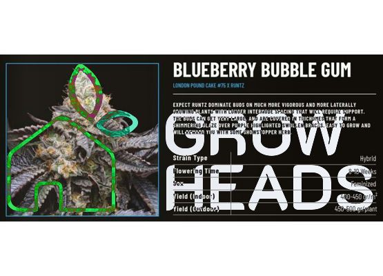 Cookies Bluberry Bubble Gum (3)