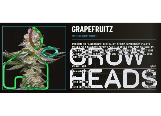 Cookies Grapefruitz (3)