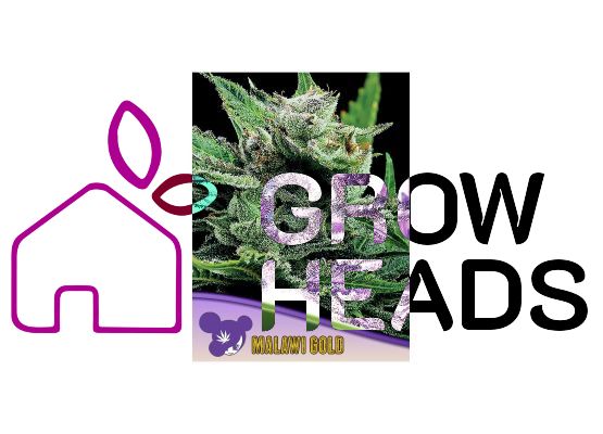 Anesia Seeds Malawi Gold (3)