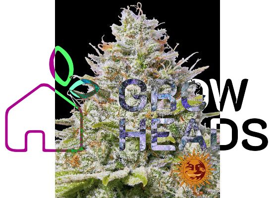 Barney’s Farm Blue Gelato 41 (1)
