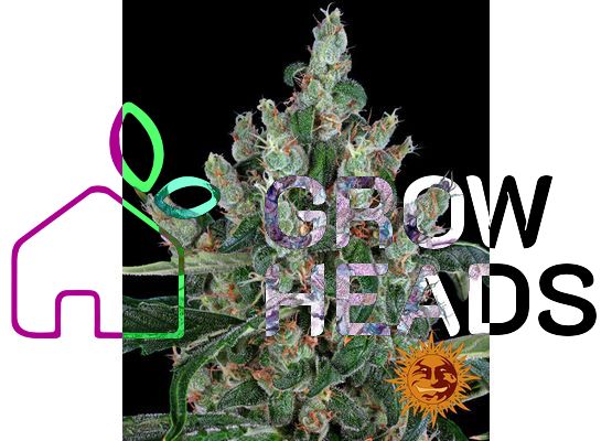Barney’s Farm Laughing Buddha (3)