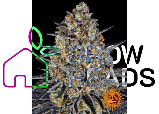 Barney’s Farm LSD (3)
