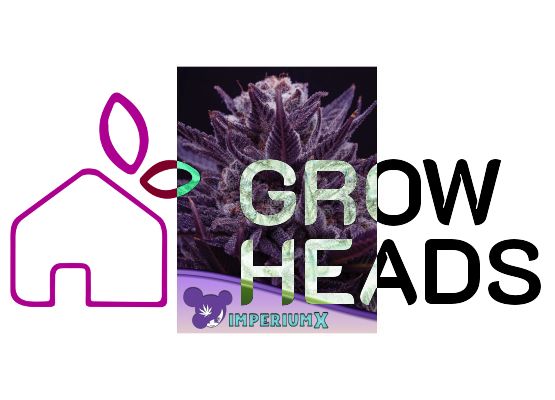 Anesia Seeds Imperium X (3)