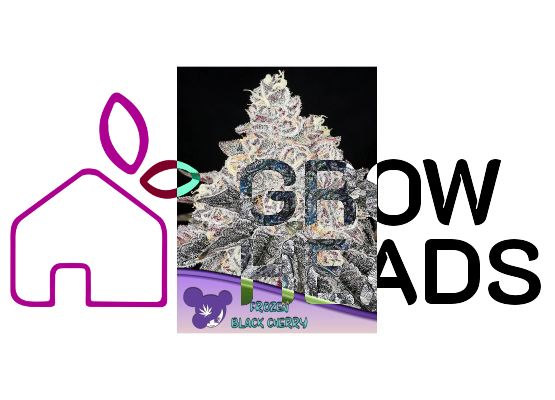 Anesia Seeds Frozen Black Cherry (3)