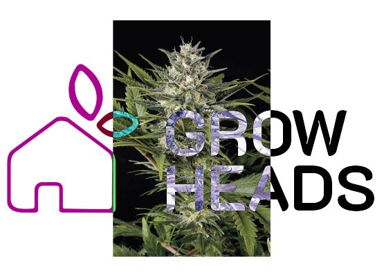 Humboldt Seeds Pineapple Skunk (3)