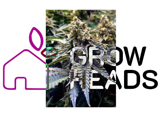 Humboldt Seeds Chocolate Mint Og (3)
