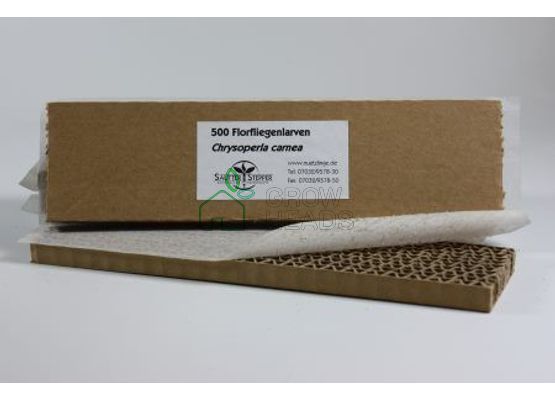 Florfliegenlarven gegen Blattläuse u.a. 500 Stück