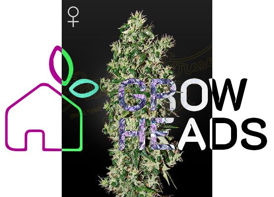 Green House Seeds Big Tooth (3)