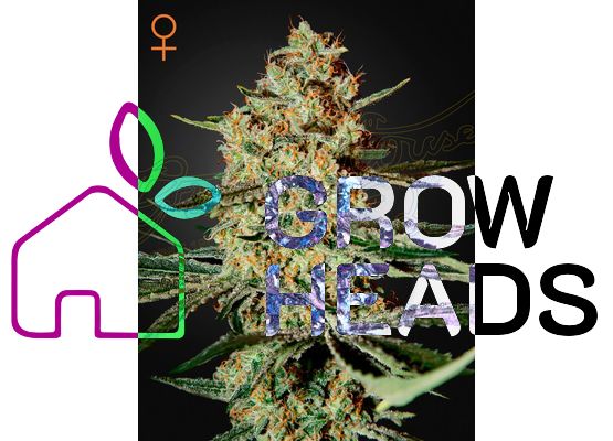 Green House Seeds Himalaya Gold (3)